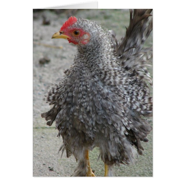 Barred Frizzle Hälsningskort (Framsidan)