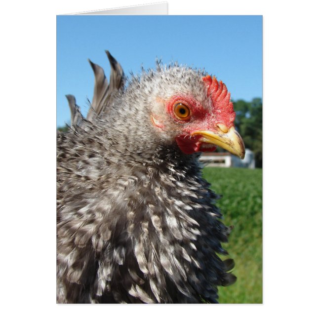 Barred Frizzle Hälsningskort (Framsidan)