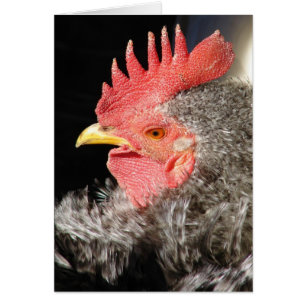 Barred Frizzle Tupp Hälsningskort