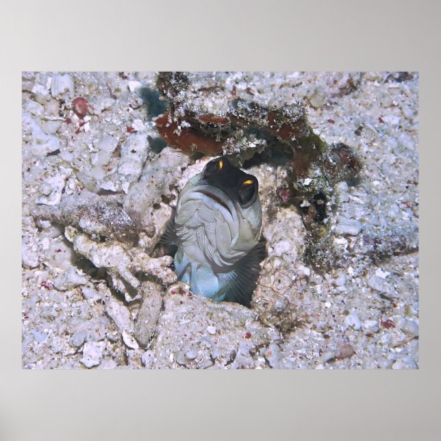 Barred Jawfish Poster (Framsidan)