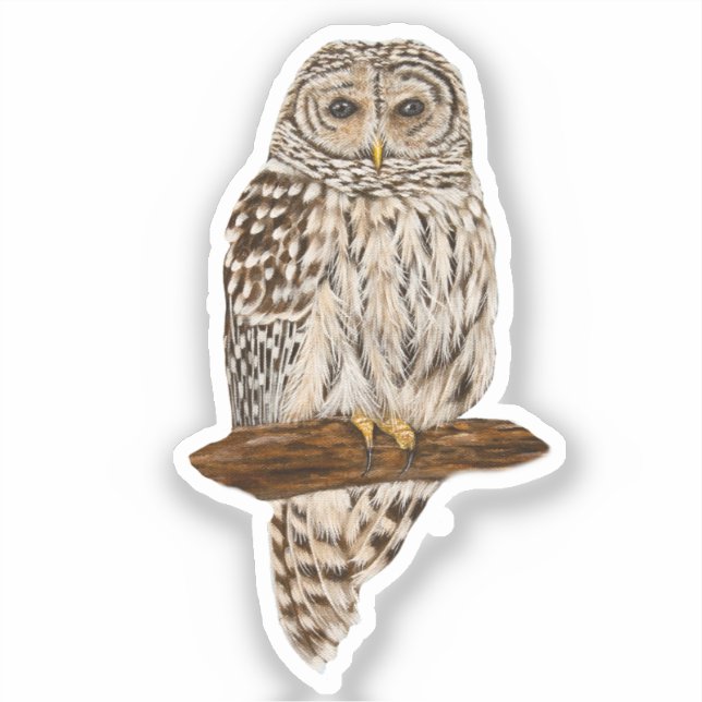 Barred Owl Klistermärken (Framsida)