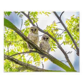 Barred Owlets Springtime Fototryck