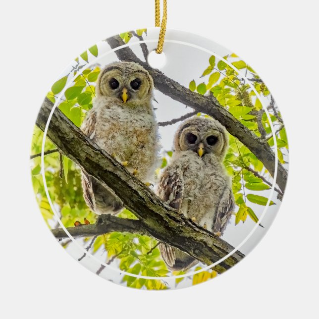 Barred Owlets Springtime Julgransprydnad Keramik (Framsidan)