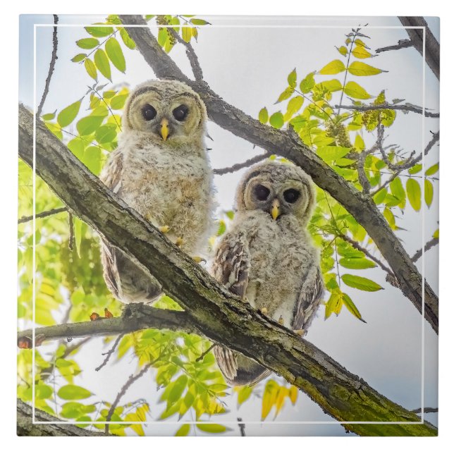 Barred Owlets Springtime Kakelplatta (Framsidan)