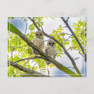 Barred Owlets Springtime Vykort