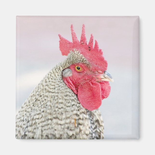 Barred Plymouth Sten Chicken Magnet (Framsidan)