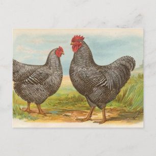 Barred Plymouth Sten Vykort