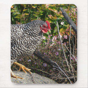 Barred Sten Hen Musmatta