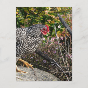 Barred Sten Hen Vykort