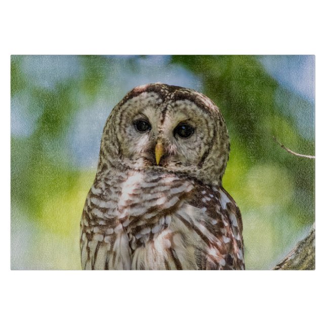 Barred Uggla (Framsidan)
