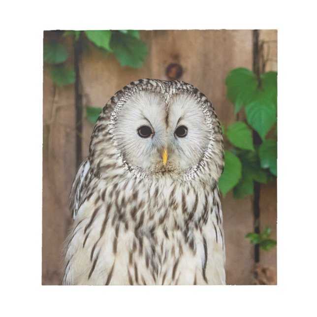 Barred Uggla Anteckningsblock (Framsida)