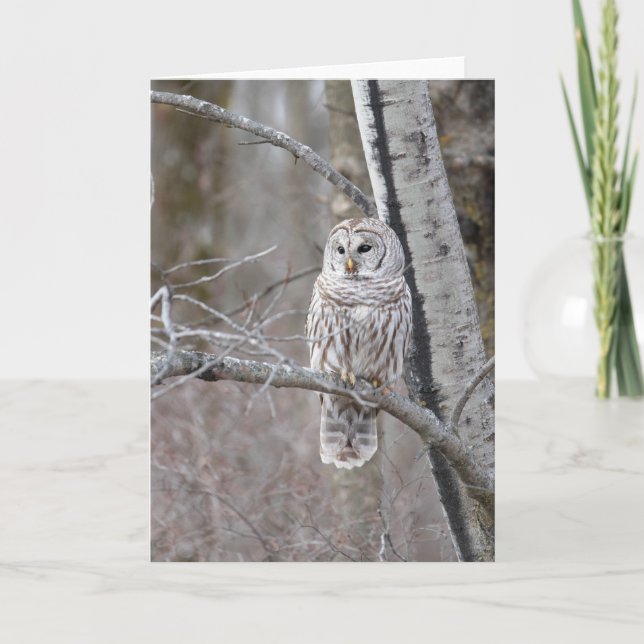 Barred Uggla Bird Wildlife Blank Notecard Tack Kort (Framsida)