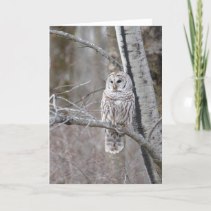 Barred Uggla Bird Wildlife Blank Notecard Tack Kort
