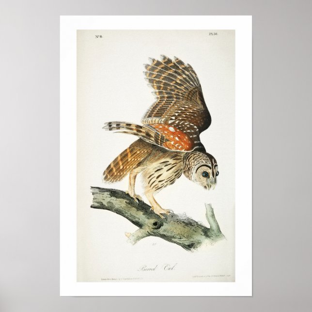 Barred Uggla efter Audubon Poster (Framsidan)