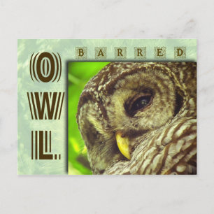 Barred Uggla eller Hoot Uggla Vykort