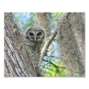 Barred Uggla Fledgling i Träd Fototryck