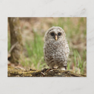 Barred Uggla Fledgling Photo Postcard Vykort