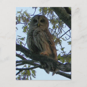 Barred Uggla (Hoot Uggla) Vykort
