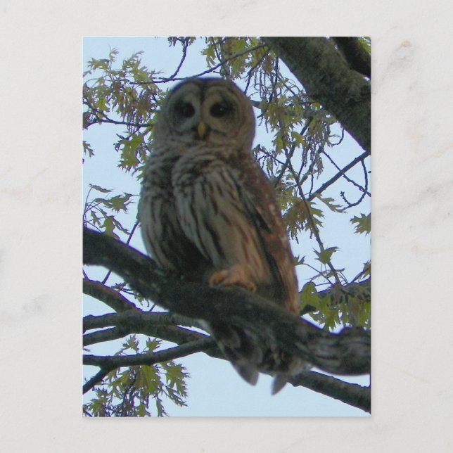 Barred Uggla (Hoot Uggla) Vykort (Framsida)