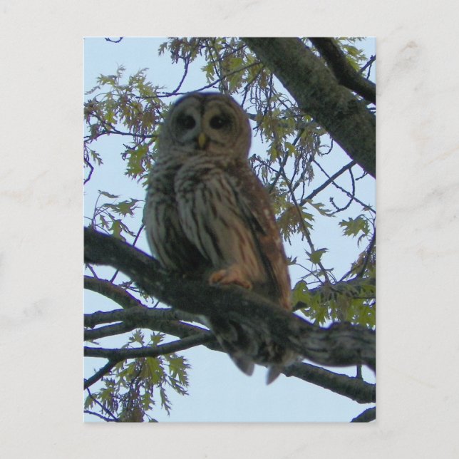 Barred Uggla (Hoot Uggla) Vykort (Framsida)