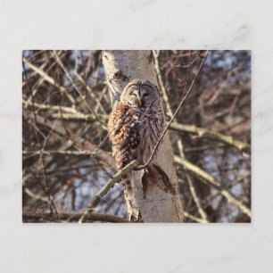 Barred Uggla i ett foto från Birch Träd Vykort