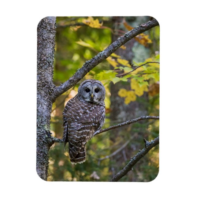Barred Uggla i Fall | Alger County, MI Magnet (Vertikal)