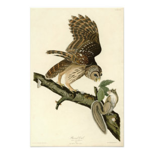 Barred Uggla, John James Audubon's Birds of Americ Fototryck