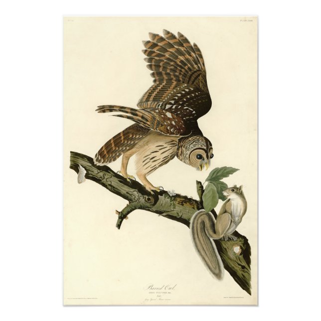 Barred Uggla, John James Audubon's Birds of Americ Fototryck (Framsidan)