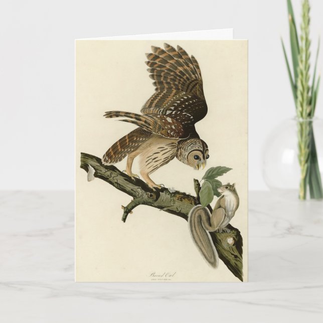 Barred Uggla, John James Audubon's Birds of Americ Kort (Framsida)