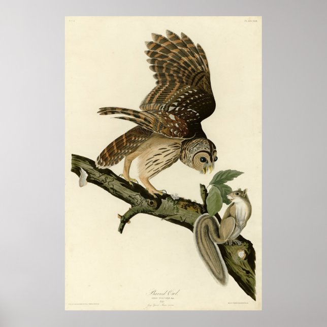 Barred Uggla, John James Audubon's Birds of Americ Poster (Framsidan)