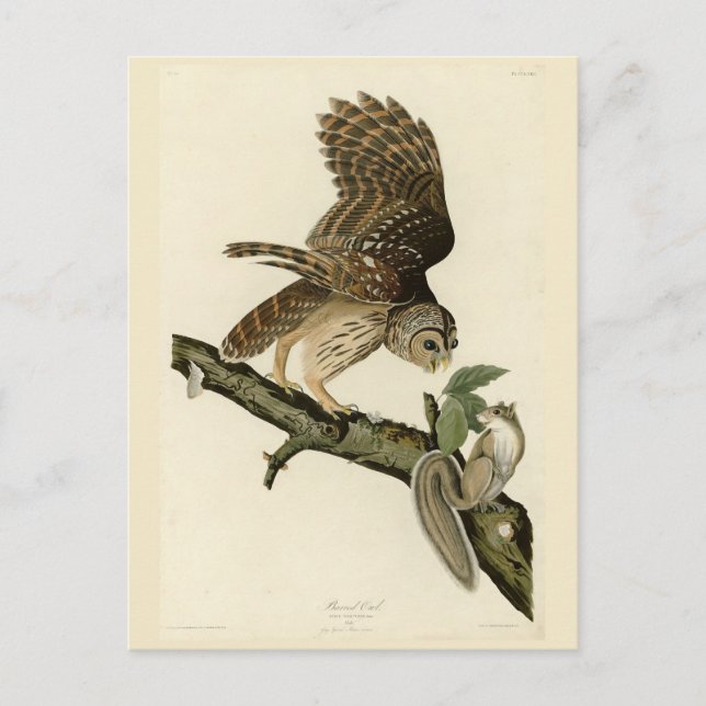 Barred Uggla, John James Audubon's Birds of Americ Vykort (Framsida)