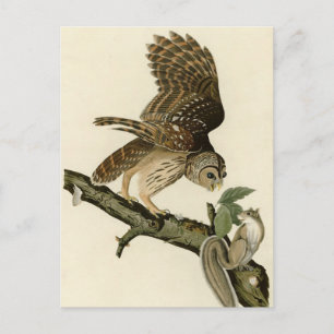 Barred Uggla, John James Audubon's Birds of Americ Vykort
