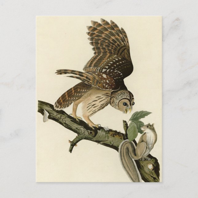 Barred Uggla, John James Audubon's Birds of Americ Vykort (Framsida)