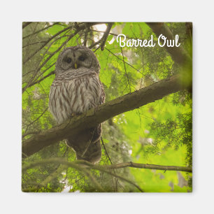 Barred Uggla Magnet