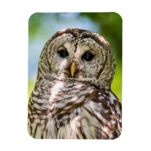 Barred Uggla Magnet