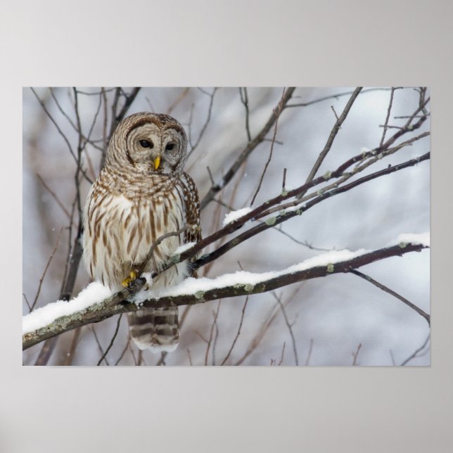 Barred Uggla med lätt snöfall Poster (Framsidan)