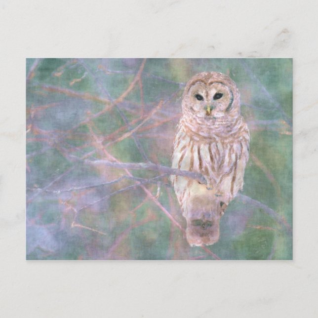 Barred Uggla Pastel Digital Oiltavel Vykort (Framsida)