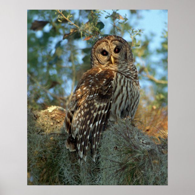 Barred Uggla roosting in some Spain Moss Poster (Framsidan)