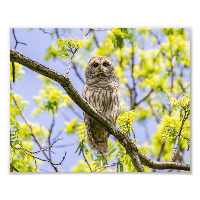 Barred Uggla Springtime Fototryck (Framsidan)