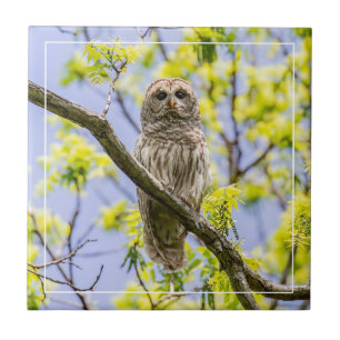 Barred Uggla Springtime Kakelplatta