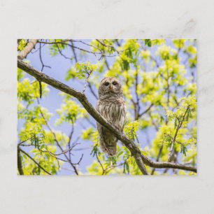 Barred Uggla Springtime Vykort