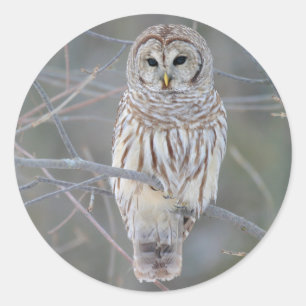 Barred Uggla Strix Varia Runt Klistermärke