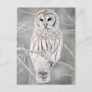 Barred uggla (Strix varia) Vykort