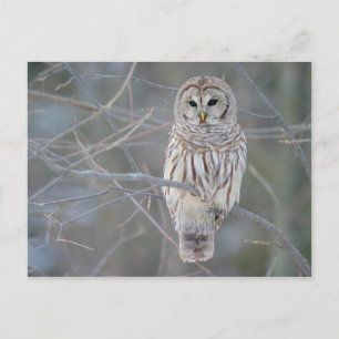 Barred Uggla Strix Varia Vykort