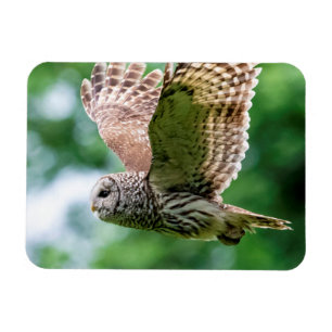 Barred Uggla under flygning Magnet