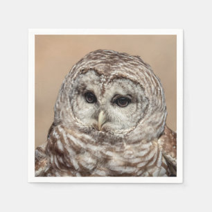 Barred Uggla under flygning Pappersservett