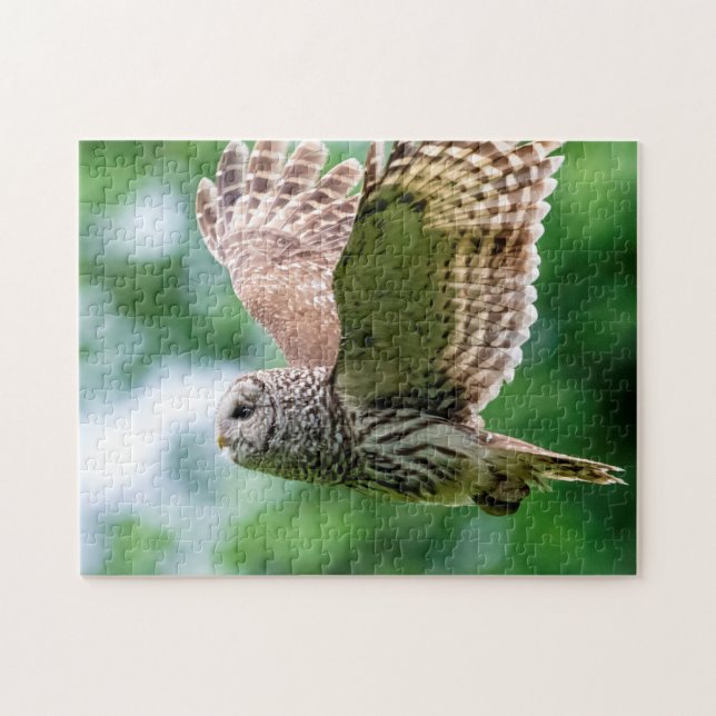 Barred Uggla under flygning Pussel (Horisontell)