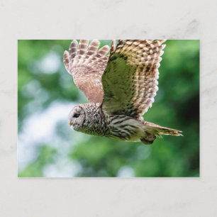 Barred Uggla under flygning Vykort
