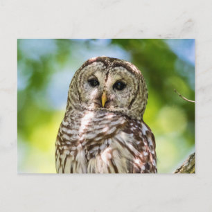 Barred Uggla Vykort