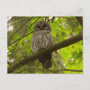 Barred Uggla Vykort